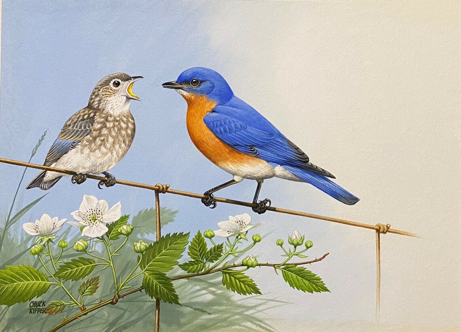 Orig. Bird Art Painting - Bluebird by Chuck Ripper, Signed, Framed, Watercolor